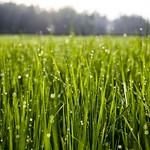 Dew Drop Wishes - Happy New Year