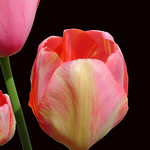 Rembrandt Tulip On Black