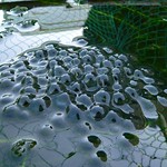 First frogspawn!