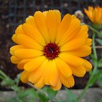 Pot marigold