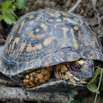 Eastern box turtle