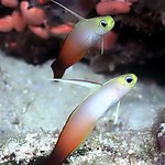 Fire gobies