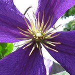 Clematis