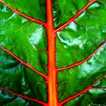 Leafy Vegetable