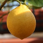 limone