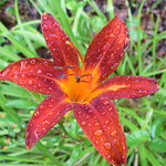Day Lily (Hemerocallis fulva)