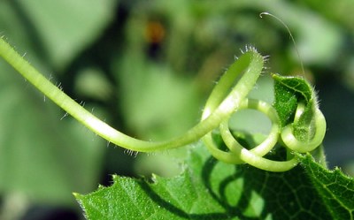 A squash tendril grabbing a leaf