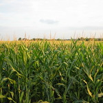 corn field