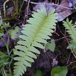 fern
