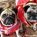 *SMILING PUG* - 恭喜发财! Gong Xi Fa Cai! , HAPPY CHINESE NEW YEAR, LUCKY PUGS, PUG CHINADOLLS MODELS BY MEL B & MEL C*-*