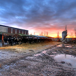 It's the Year of the Cow..