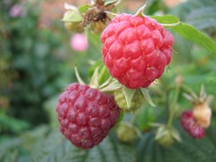 Raspberry