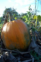 It's the Great Pumpkin, Carl Dahlberg!