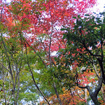 colours in the trees