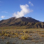 First Moose Hunt, Bulls Only!