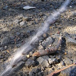 Processional Caterpillars