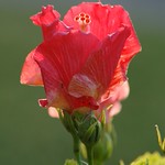 Hibiscus soliloquy in the morning sun