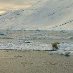 Polarbear