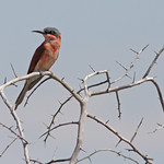 Southern Carmine Bee-eater (Merops nubicoides)