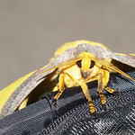 Madagascar Moon Moth