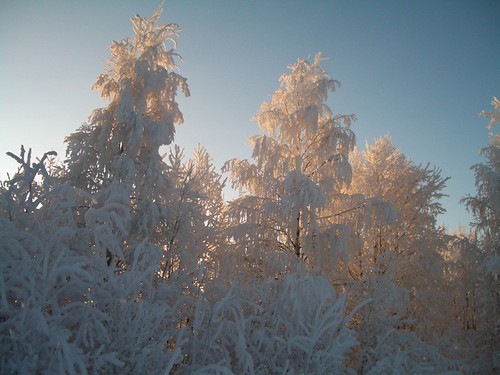 Arboles helados en Luleå