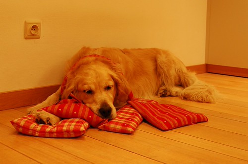 Valéas enjoying the pillows