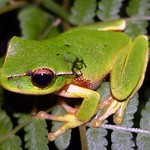 Leaf Green Tree Frog (Litoria phyllochroa)