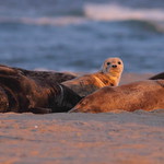 Seals in Chatham