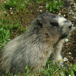 hoary marmot