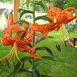 Turk's cap lilies, Lilium superbum