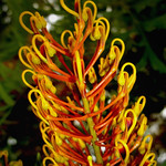 Grevillea robusta (I)