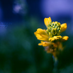 I do not know beneath what sky nor on what seas shall be thy fate; I only know it shall be high, I only know it shall be great.