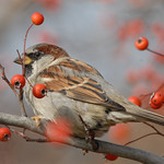 House Sparrow 10 (Explore #4 12/7/09)
