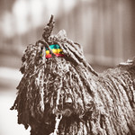Rasta Hunden