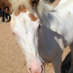 ESPERANDO SALIR DEL CORRAL