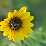 Sunflower and leaf-cutter bee