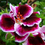 Lovely Pelargonium !