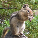 Golden-mantled Ground Squirrel