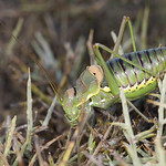 Parasteropleurus perezii (Bol&iacute;var, 1877)