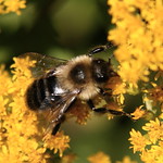 It's a BEEutiful Day in the Neighborhood!