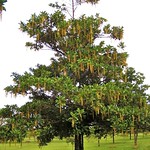 Lanterneira (Lophanthera lactescens)