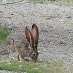 Jackrabbit