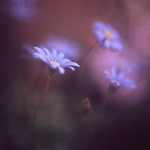 blue daisy　