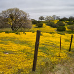 Goldfields and Valley Oaks, CA 58