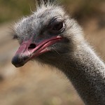 Ostrich