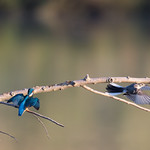 Salut vieille branche...