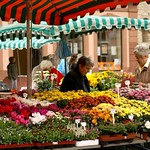 Mainz, Markt, Blumenstand (market, flower stall)