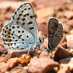Rocky Mountain Dotted Blue (Euphilotes ancilla), Eldorado Mountain Open Space, Boulder, CO