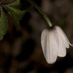 Wood Anemone / Buschwindroeschen