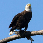 Bald eagle with fish
